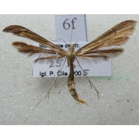 Emmelina monodactyla (Linnaeus, 1758) Piórolotek zwyczajny Czech6f